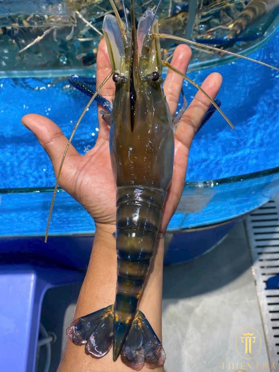 Đấu giá Tôm càng xanh size lớn 500g