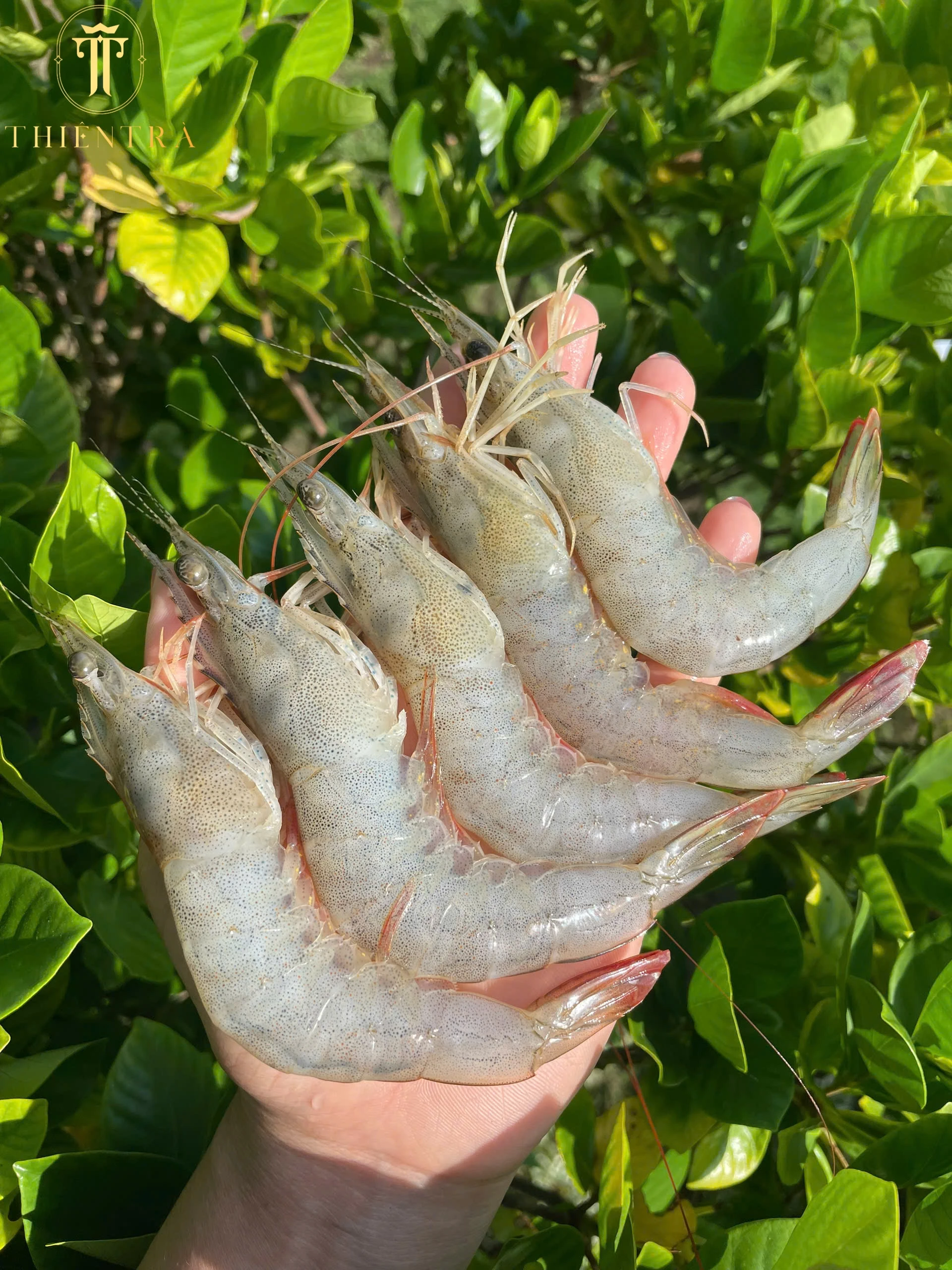 Tôm Thẻ Thiên Nhiên Cà Mau