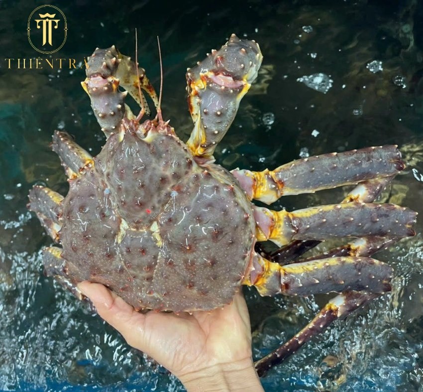 Cua King Crab